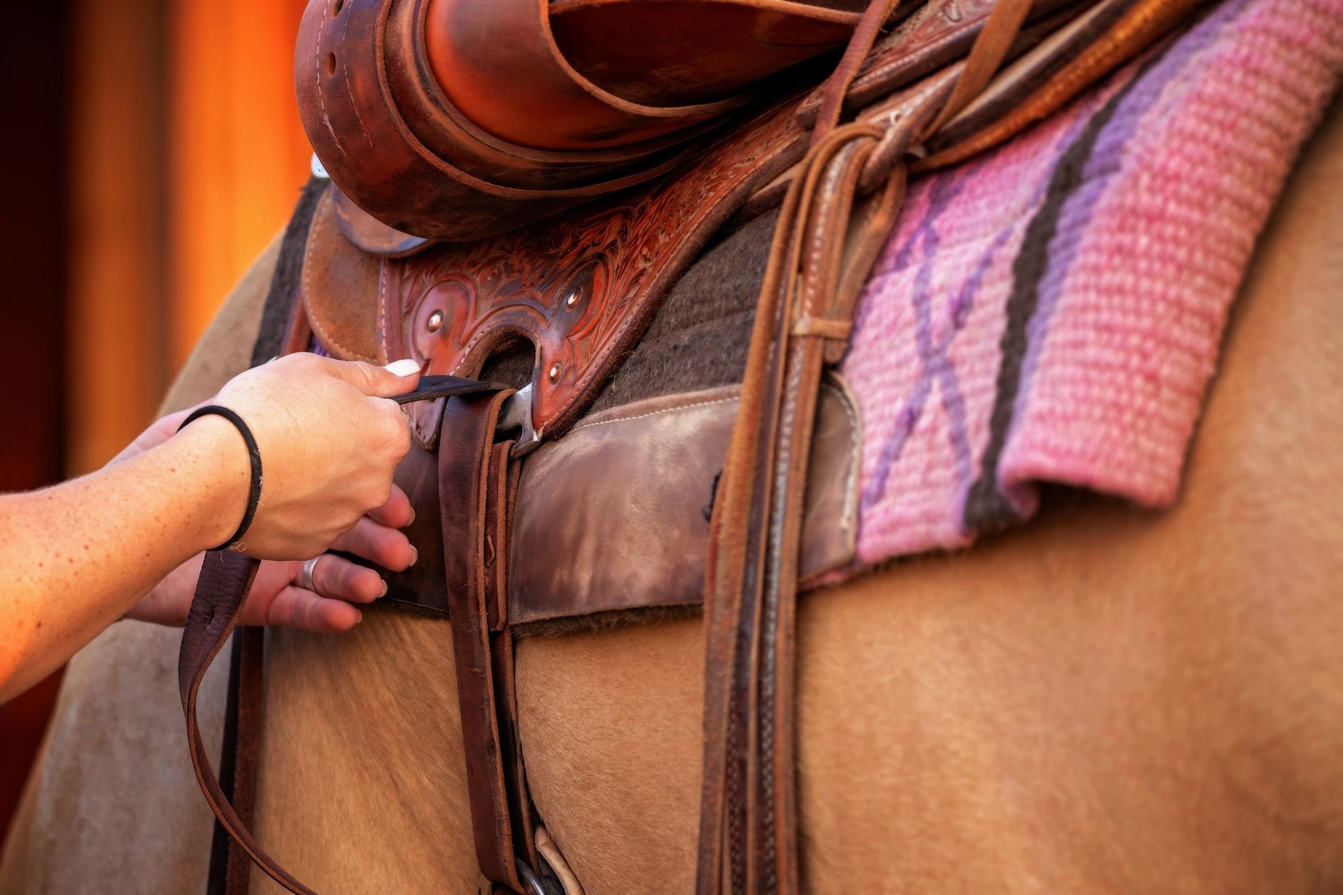 A person securing a saddle on a horse, showcasing equestrian tack and craftsmanship